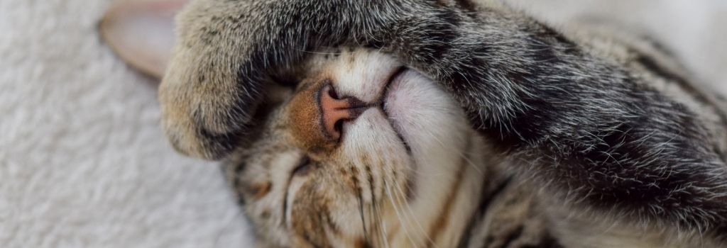 10 señales que te pueden demostrar cómo tu gato te ha escogido como persona preferida