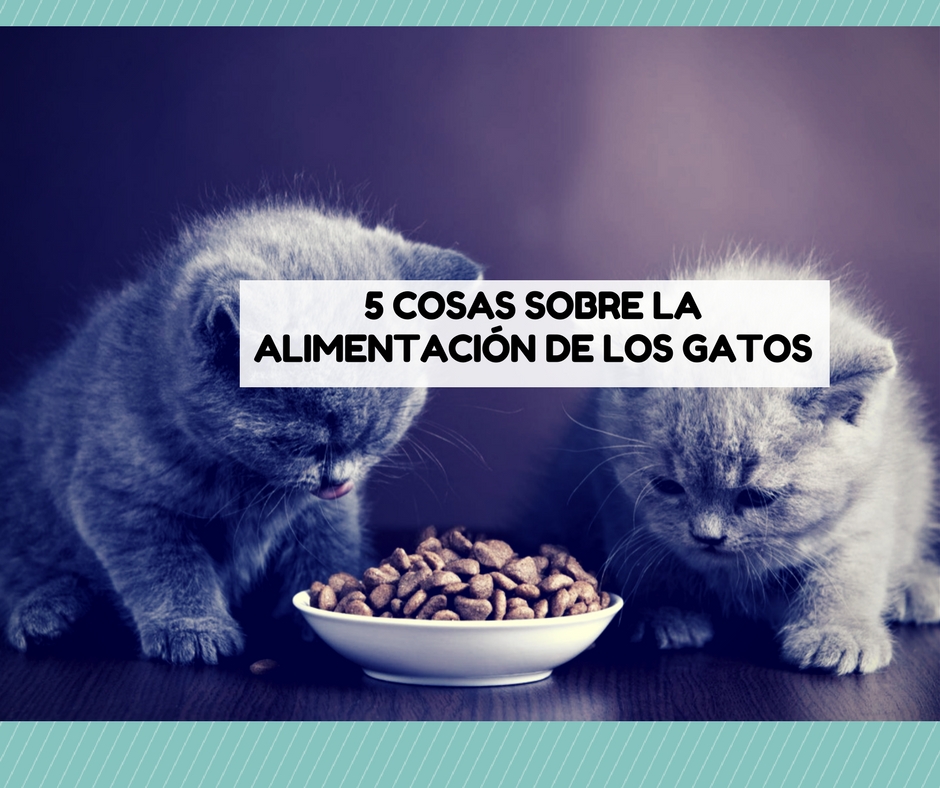 alimentacion gato comida