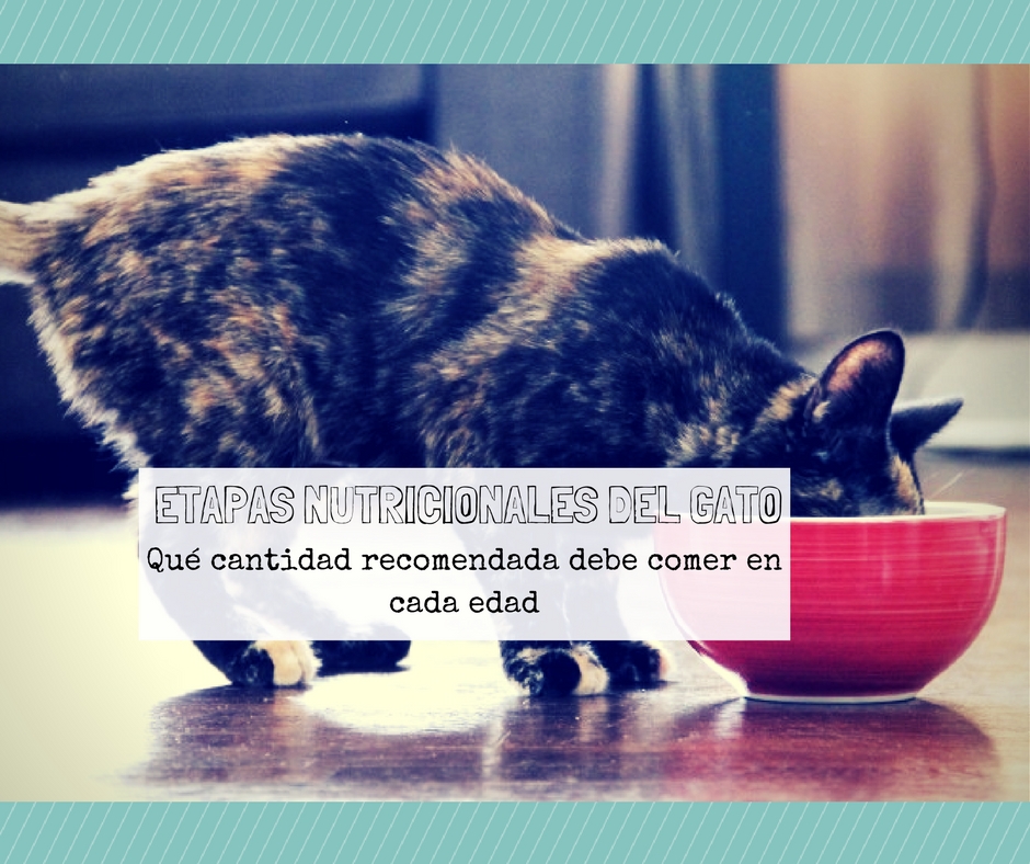 etapa nutricional gato que cantidad comer