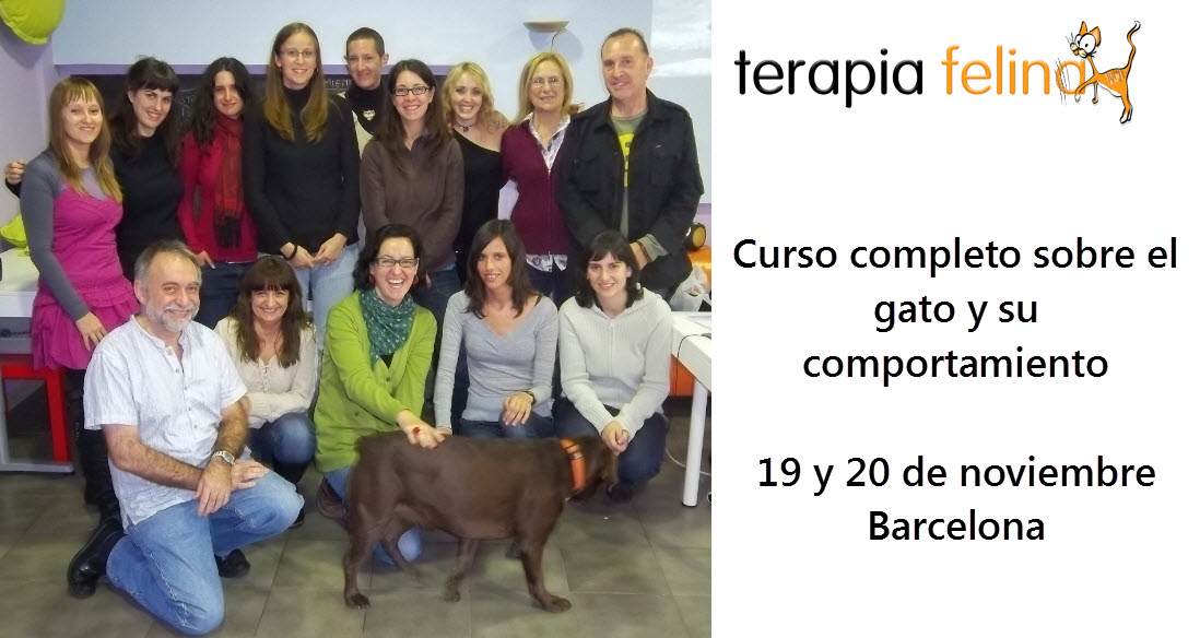 Foto curso terapia felina