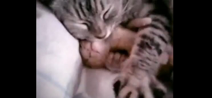 Captura del vídeo de la gata que abraza a su gatito