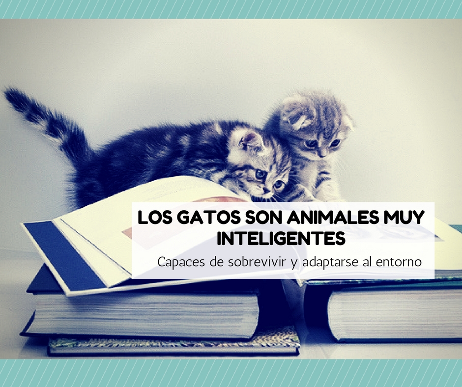 gatos inteligentes