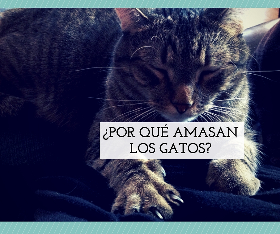 porque amasan gatos