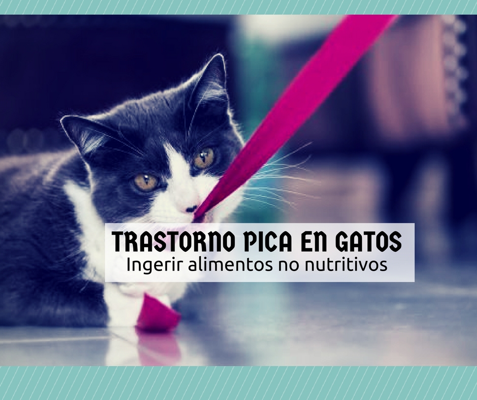 trastorno pica gatos