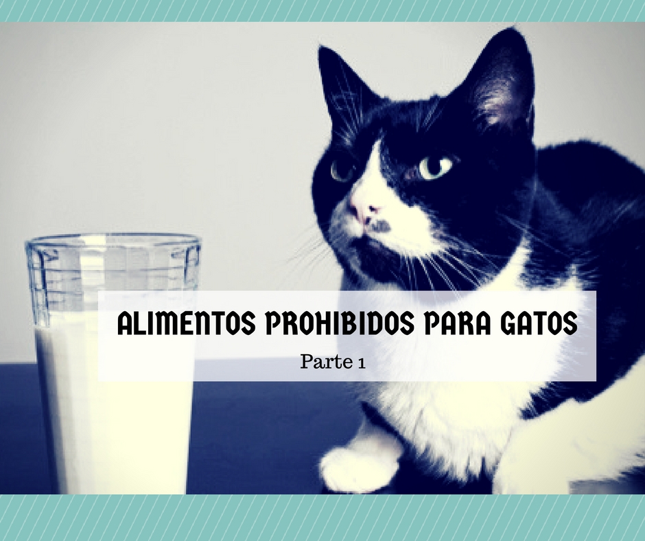 alimentos prohibidos gatos 1