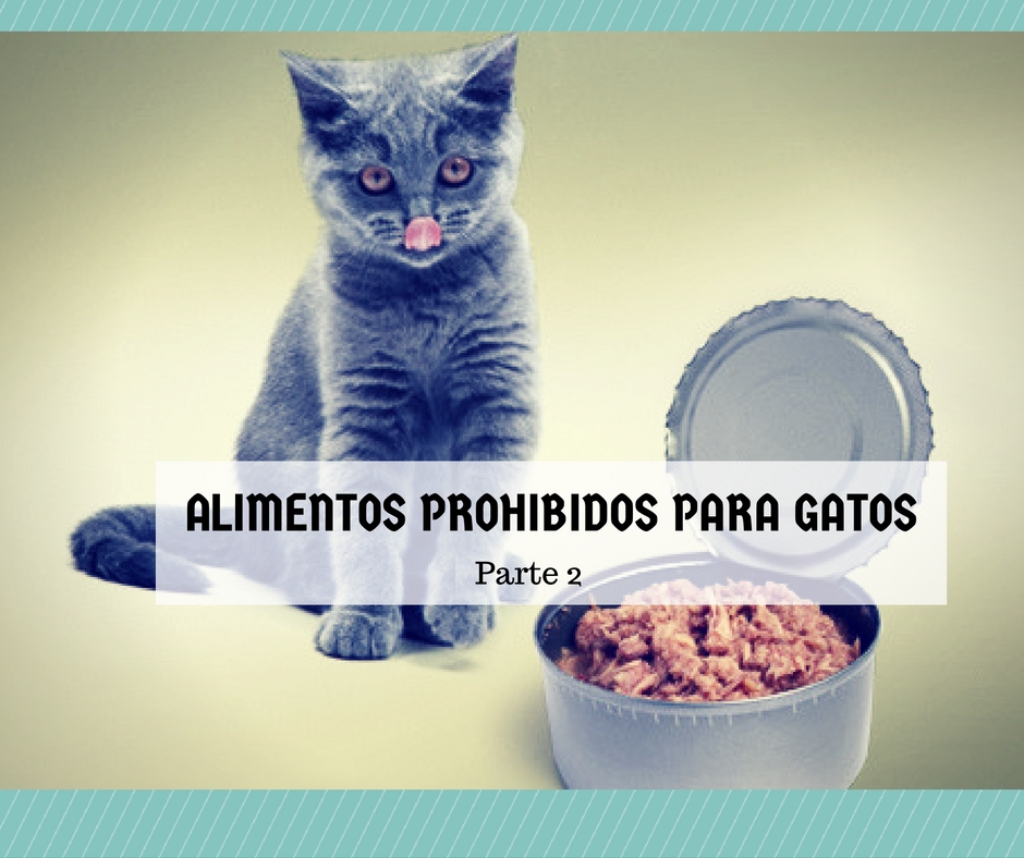 alimentos prohibidos gatos 2