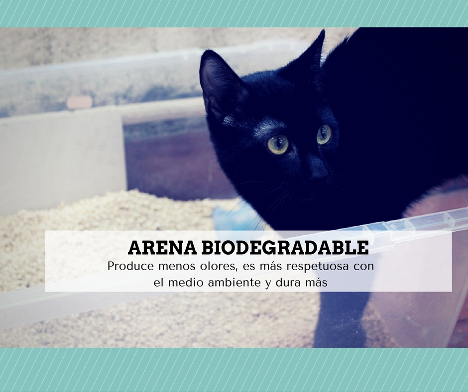 arena biodegradable gatos