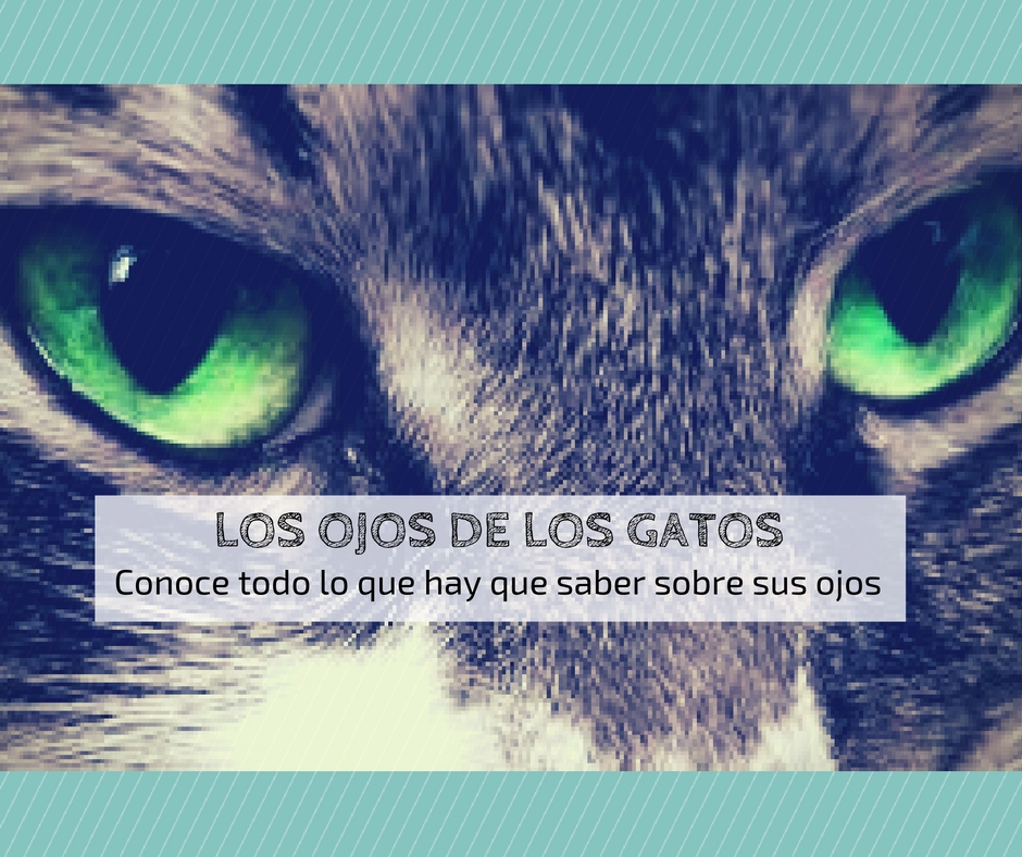 ojos gatos