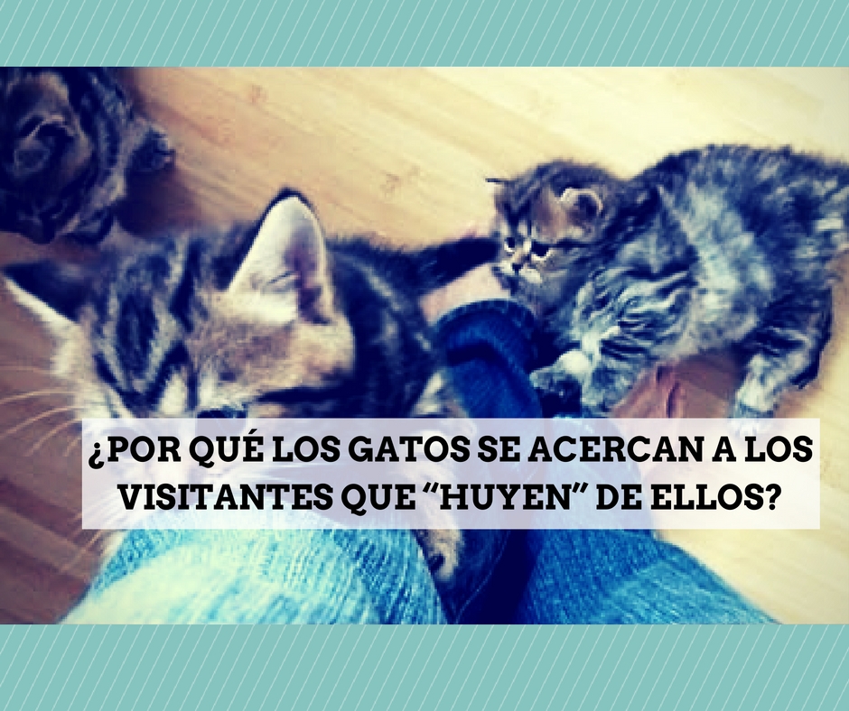 visitantes miedo gatos acercan