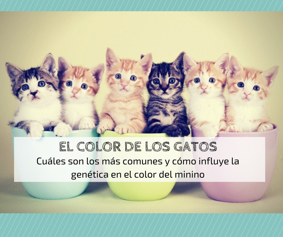 color pelaje gatos genética