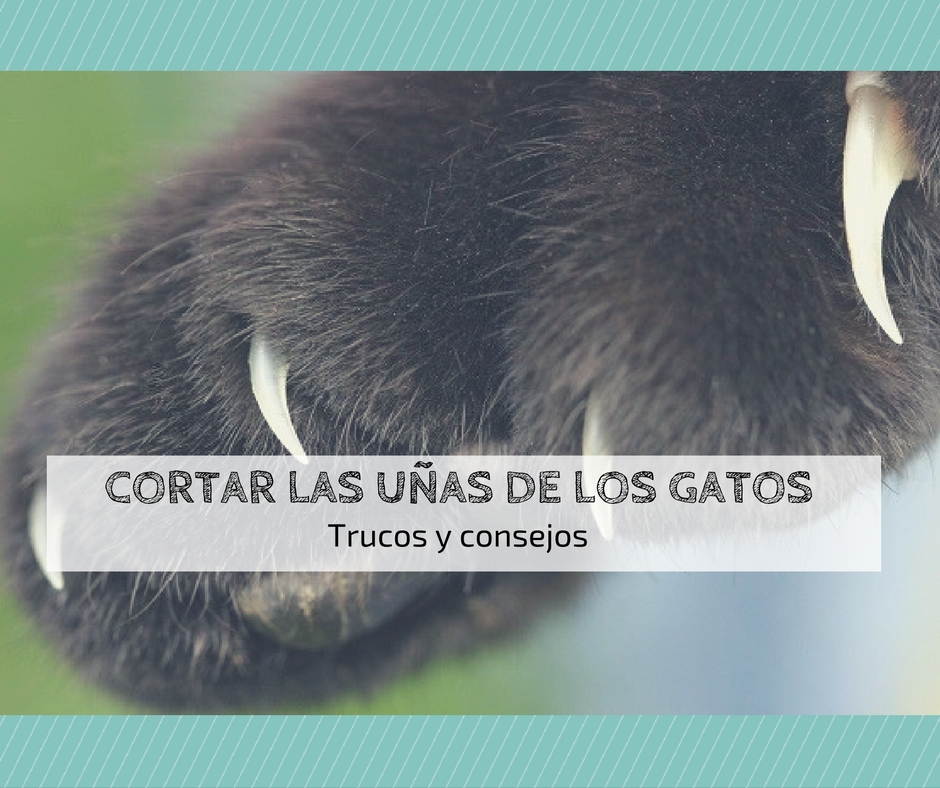 trucos cortar uñas gatos