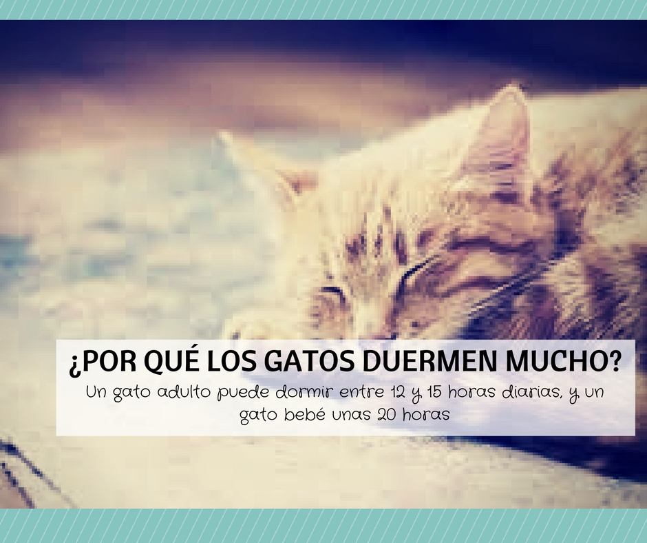 porque los gatos duermen muchas horas