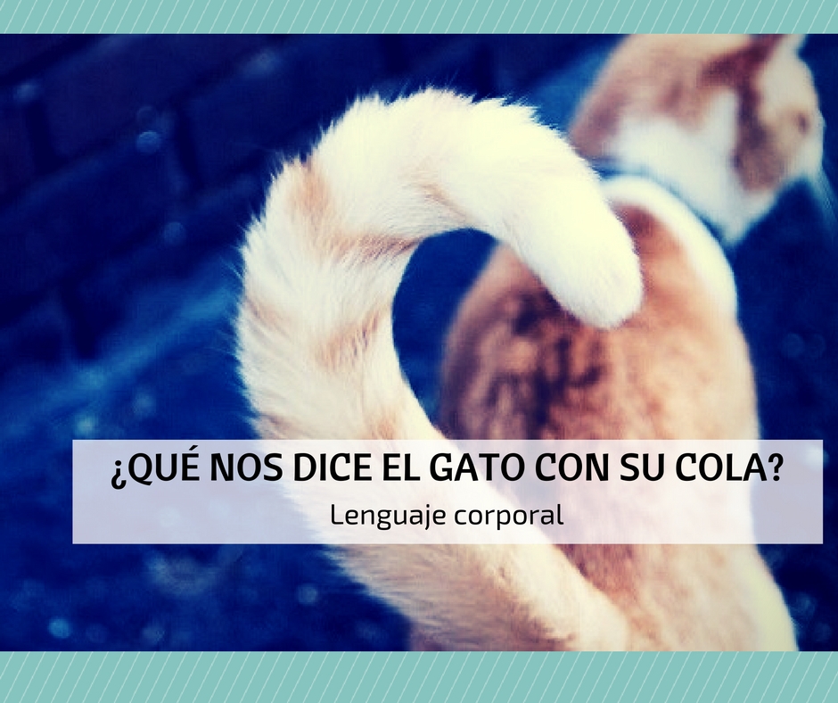 lenguaje corporal gato cola