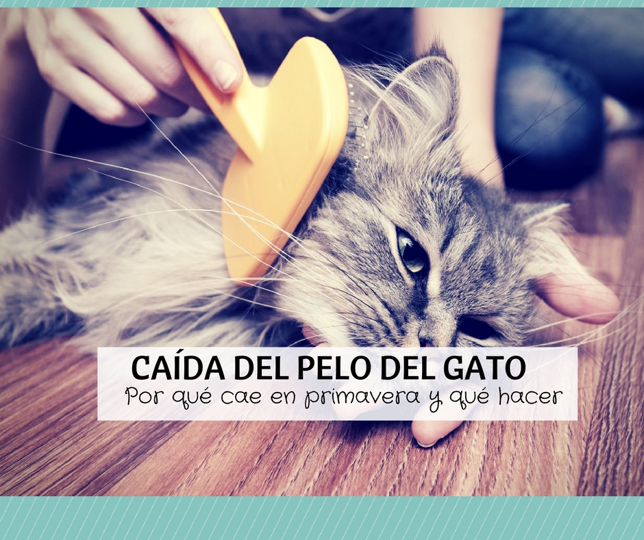 caida pelo gato primavera