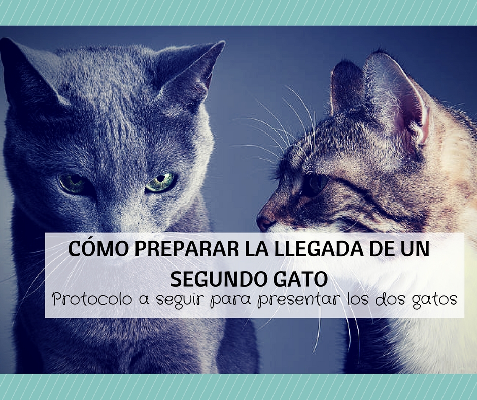 como presentar dos gatos casa