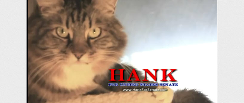 El gato Hank candidato a USA