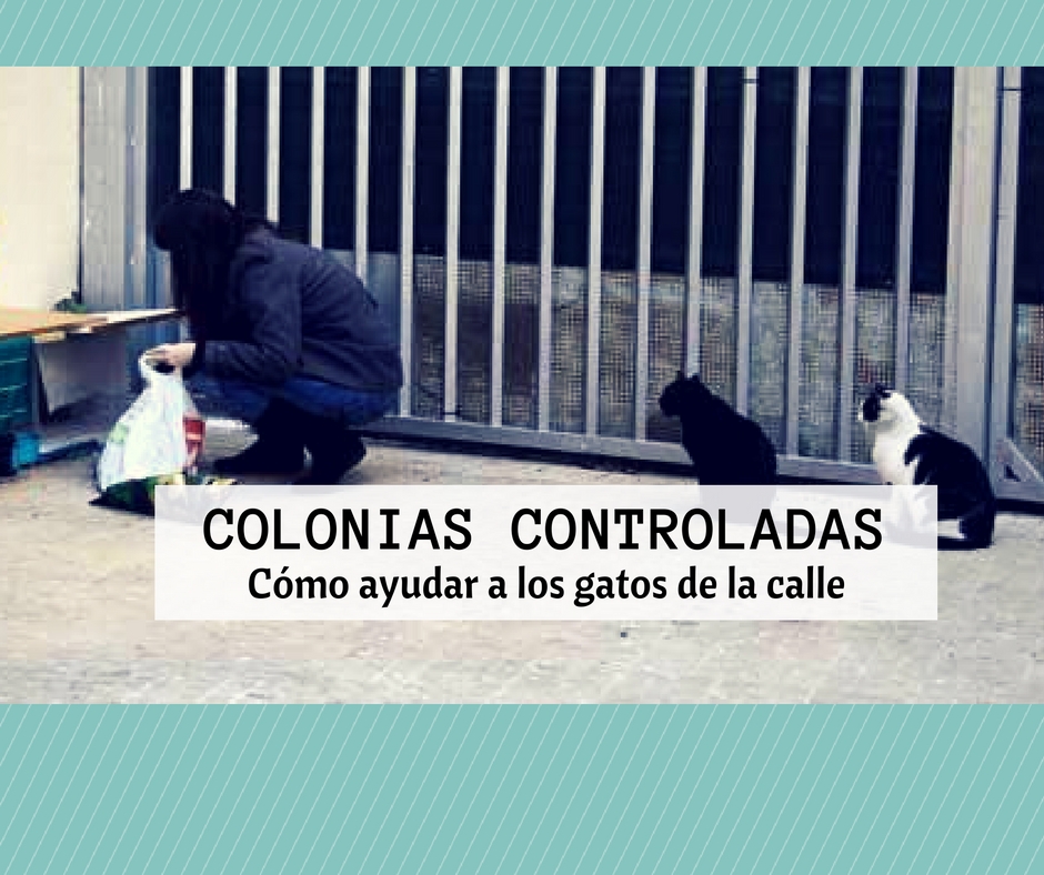 colonias controladas gatos calle