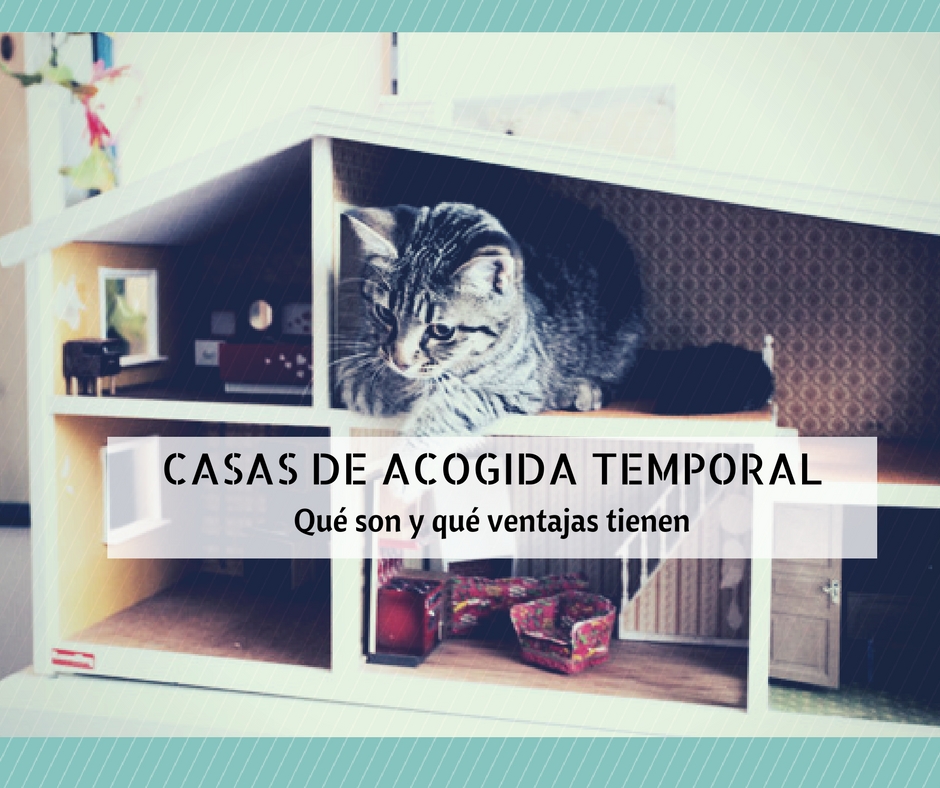 casa acogida gatos temporal