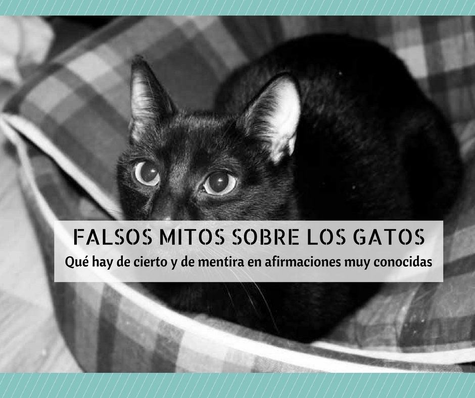 falsos mitos gatos