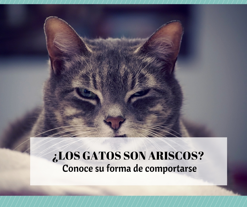 Por qué gatos ariscos