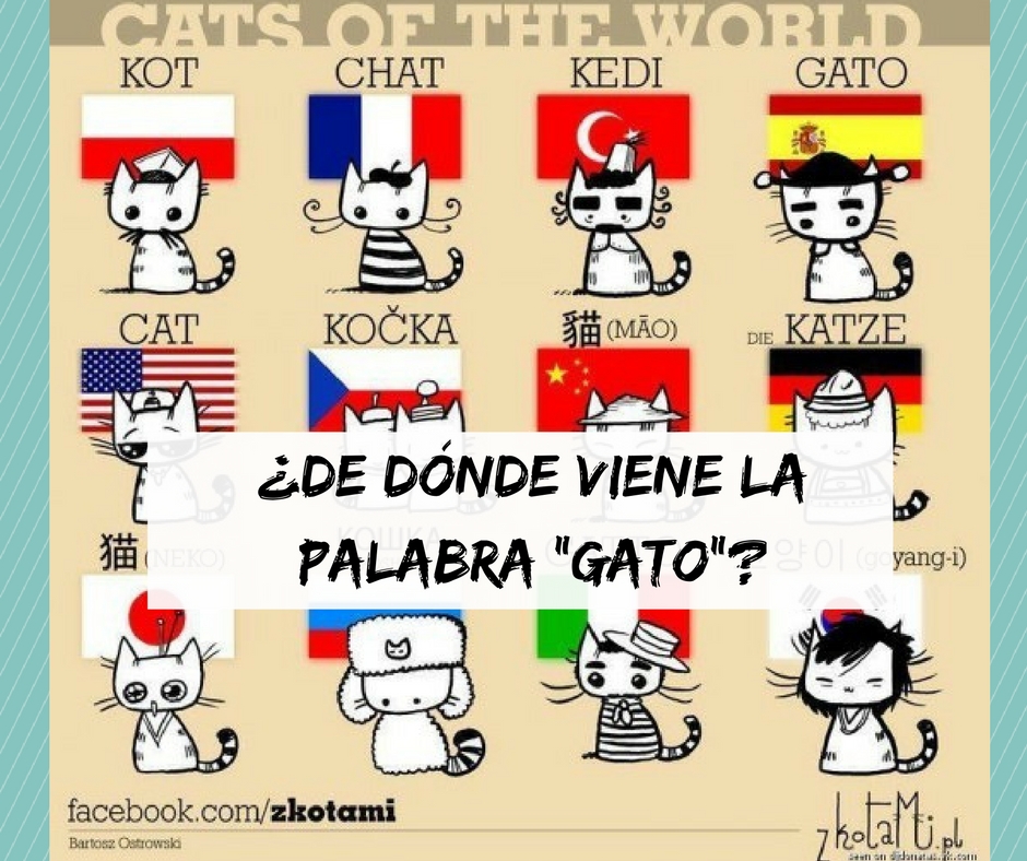 origen palabra gato de donde viene