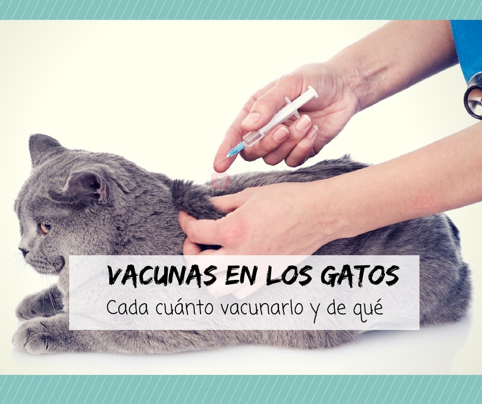 Vacunas gatos: calendario vacunación, cada vacunarlo y qué