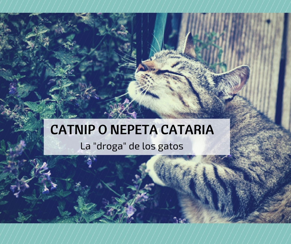 catnip nepeta cataria droga-gatos