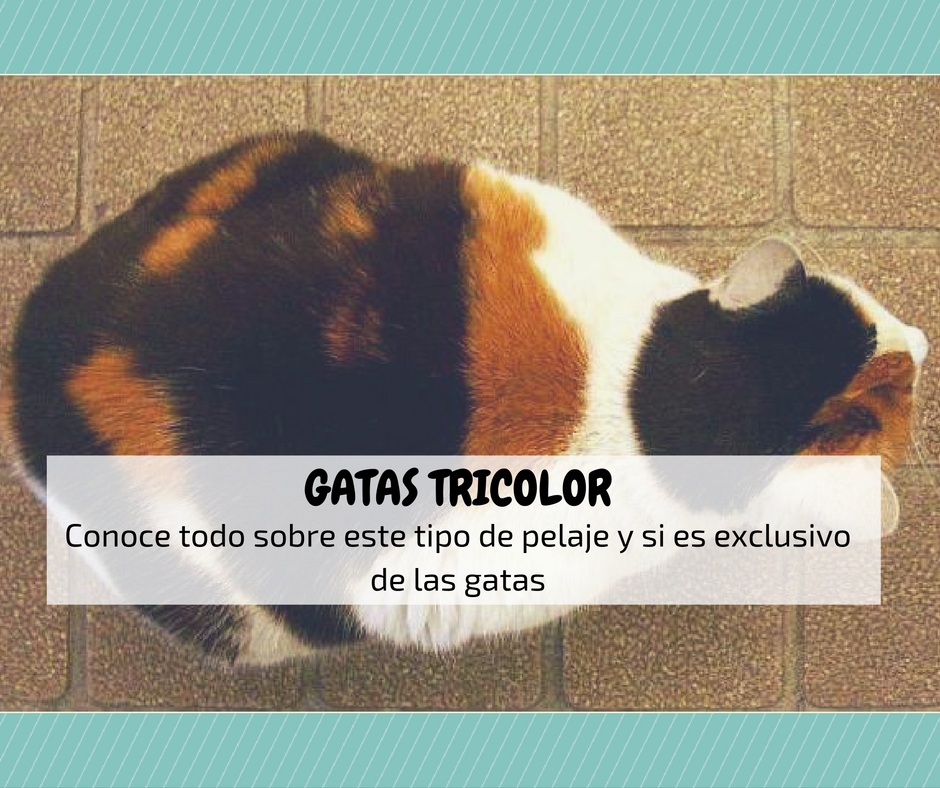 gatas tricolor