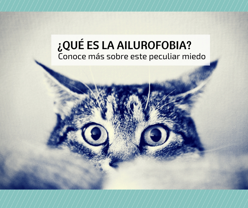 miedo gatos ailurofobia