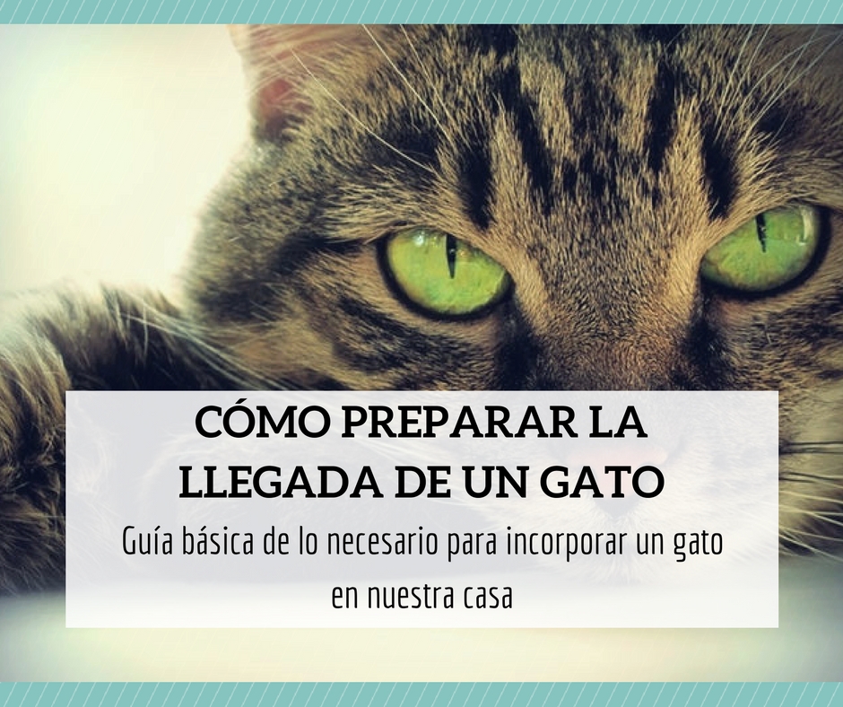 Cómo preparar la llegada de un gato a casa