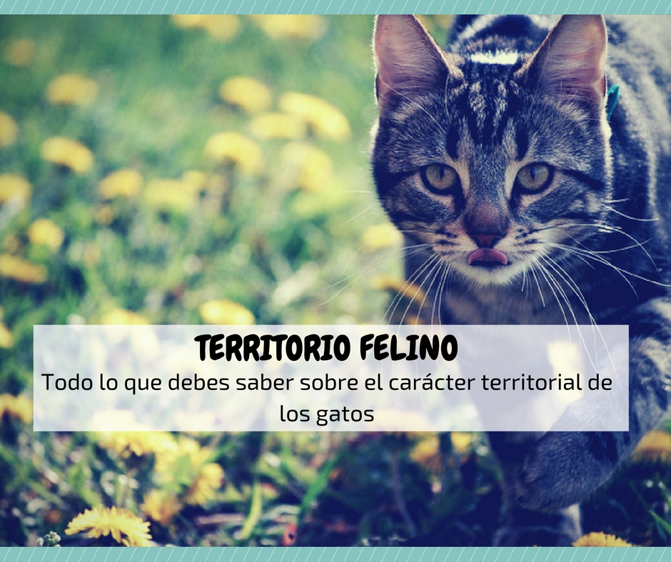 Territorio felino gato