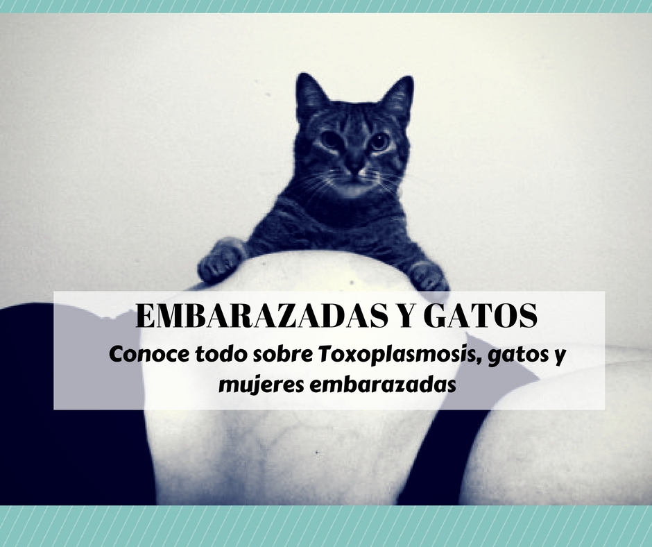 embarazadas gatos toxoplasmosis