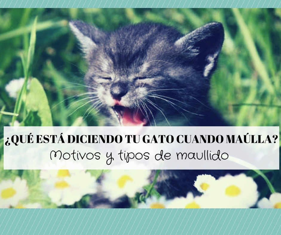 Qué diciendo nuestro gato cuando maúlla? | Significado maullidos