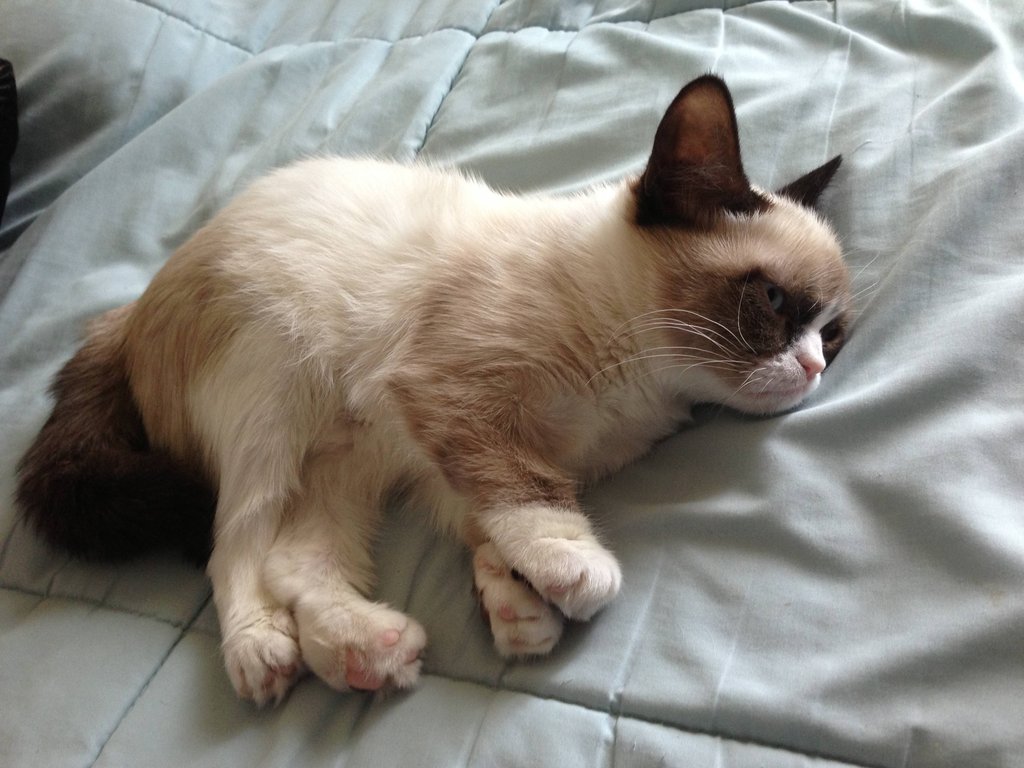 Grumpy Cat nació en abril de 2012 y se hizo famosa en septiembre