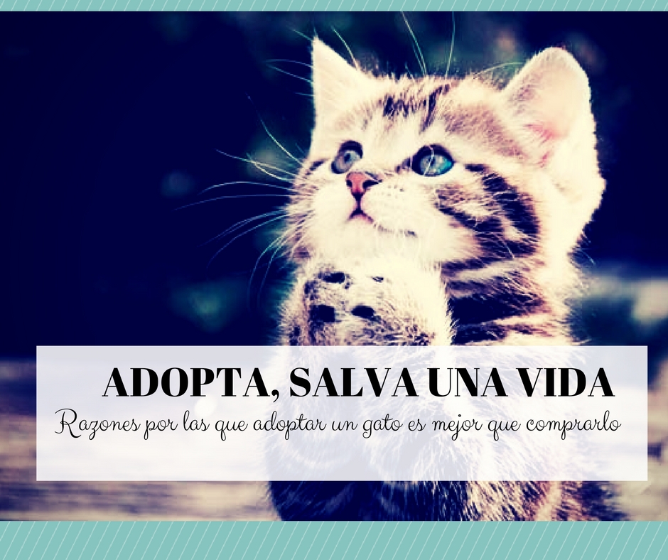 Adoptar gatos mejor que comprar