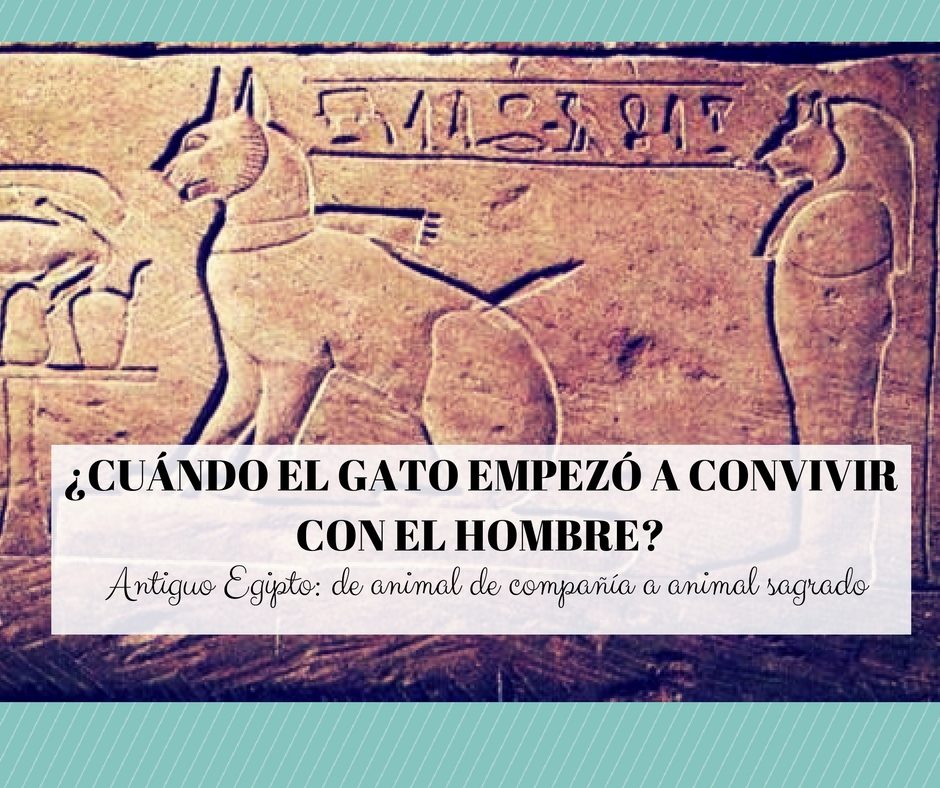 origen gato hombre egipto