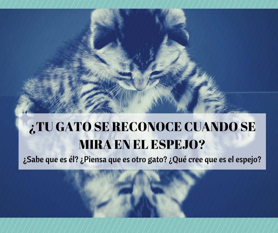 reacción gato espejo