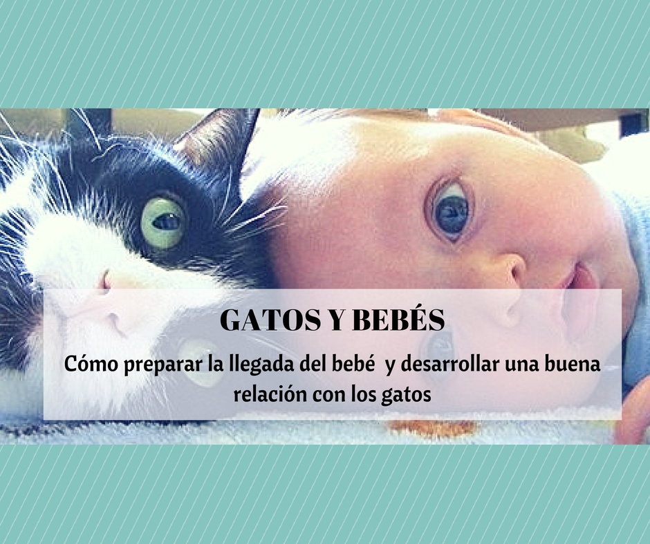 Contratar Ya soborno Gatos y bebés recién nacidos en una misma casa | Cosas de Gatos