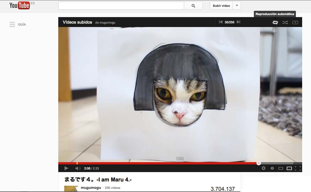 Maru, el gato más famoso de internet, en una caja