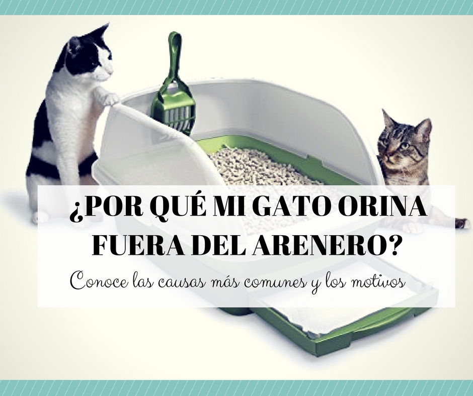 Por qué mi gato está orinando fuera de la bandeja de arena?