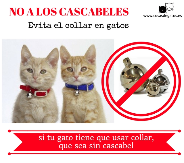 uso de collar es malo los gatos? | Cosas de Gatos
