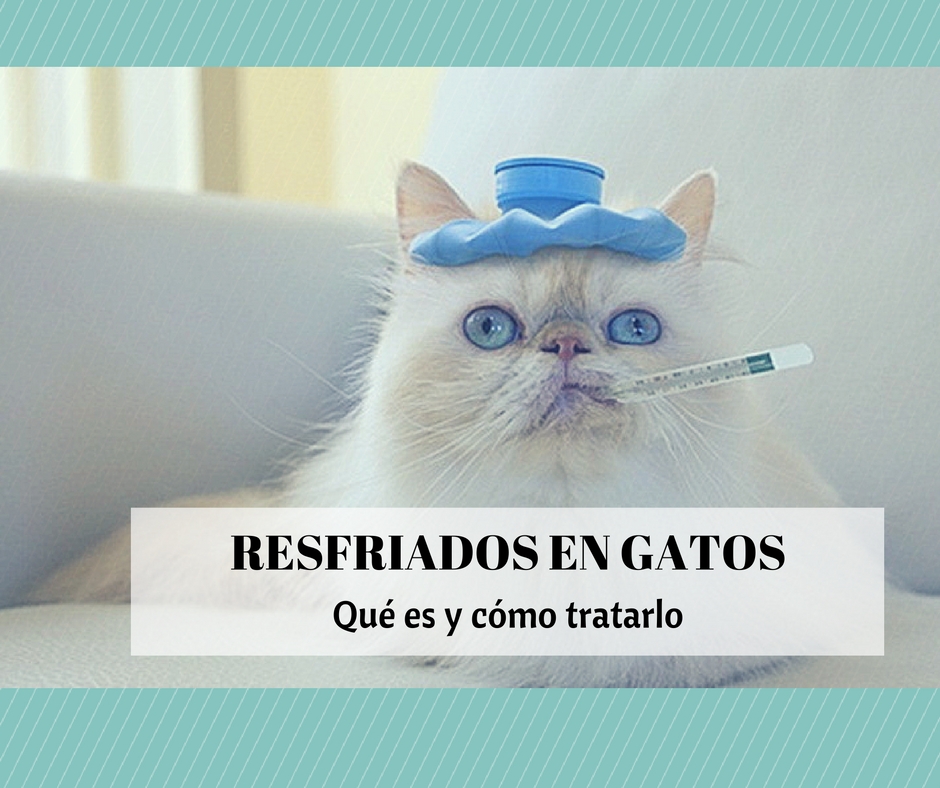 gato resfriado