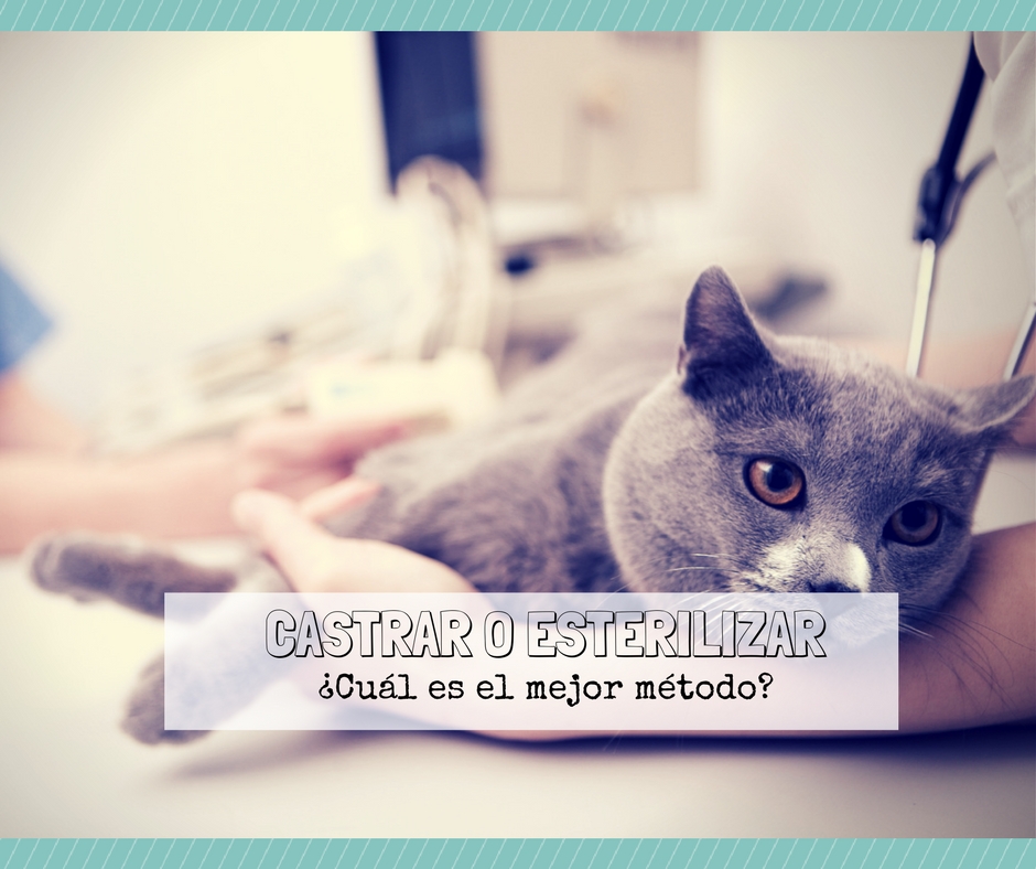 castración de gatos, método es mejor? | Cosas de Gatos