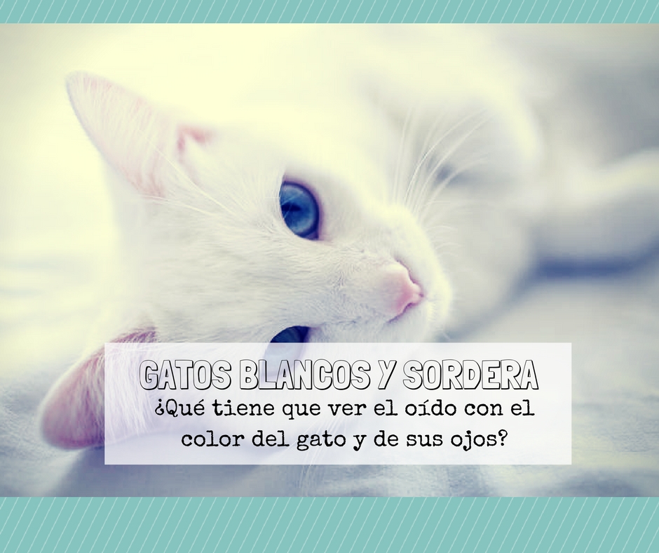 gatos blancos sordera