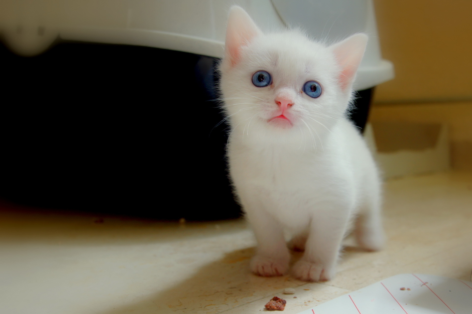 Resultado de imagen para gatos ojos azules