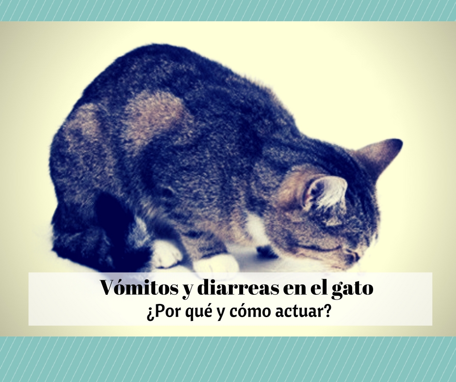 trastornos digestivos gatos