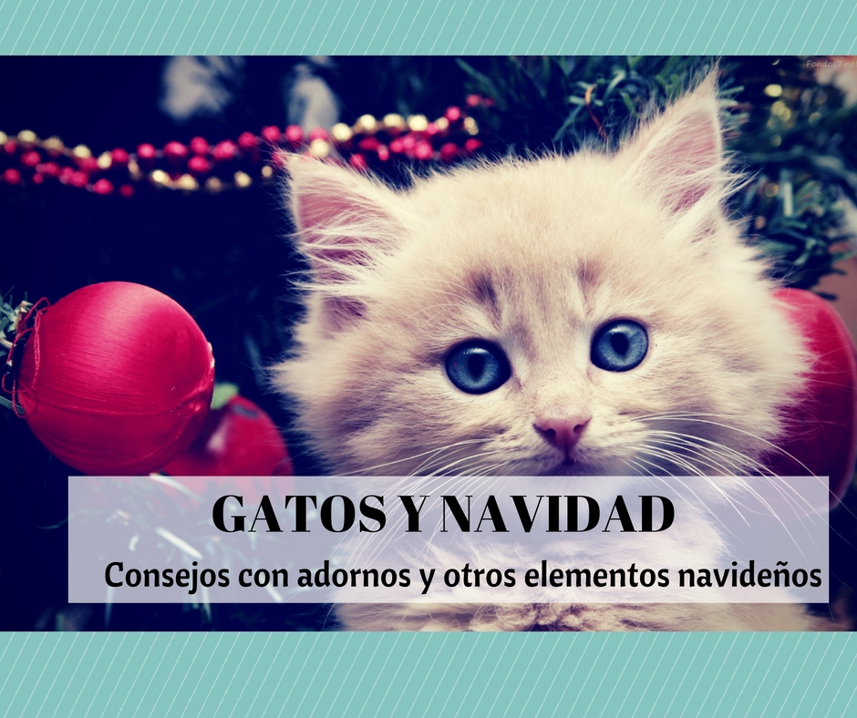 NAVIDAD Y GATOS