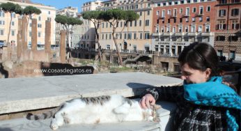 El Santuario de los Gatos en Largo di Torre Argentina (Roma)