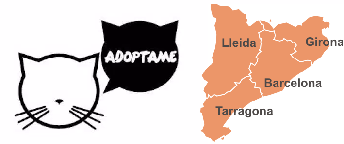 Protectoras y entidades en las que adoptar gatos en Barcelona, Lleida, Tarragona o Girona