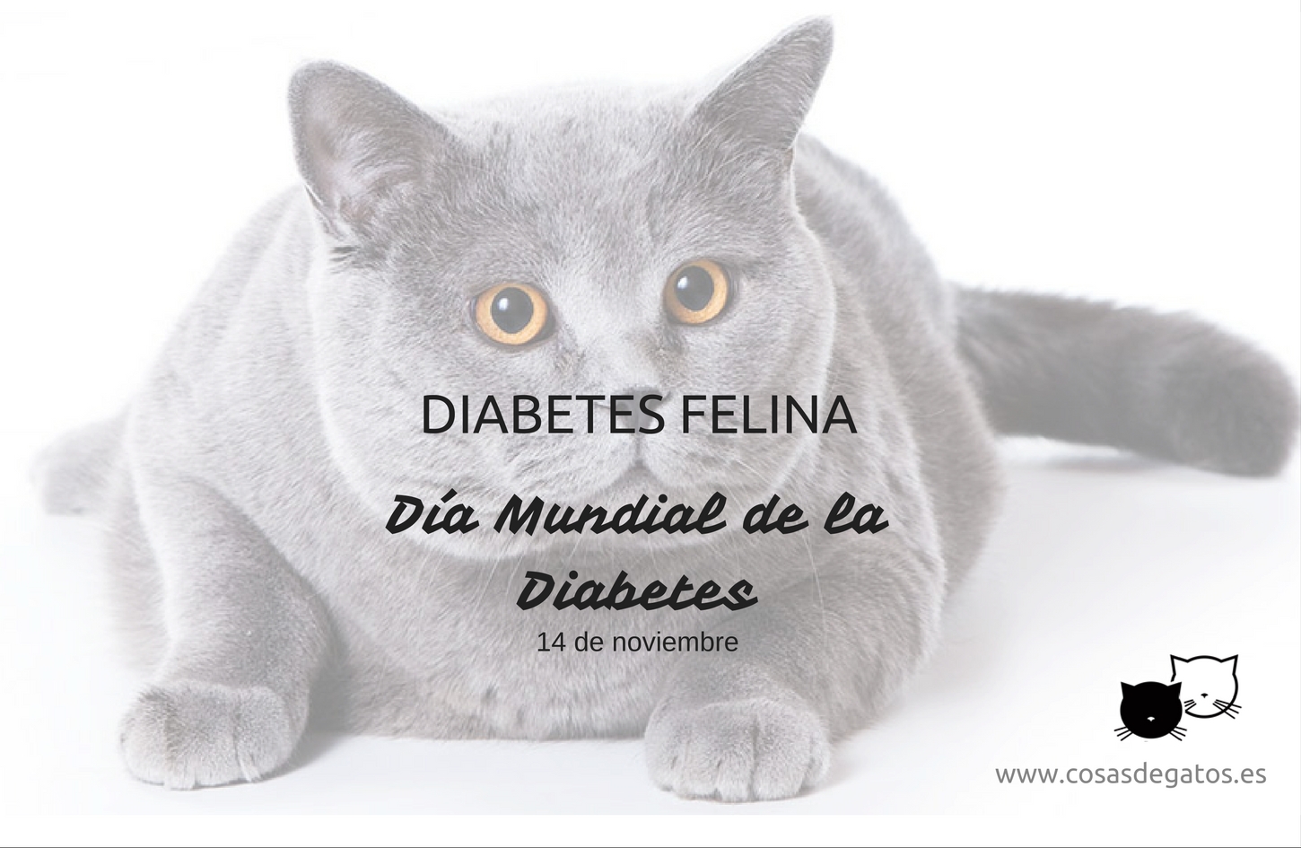 diabetes felina